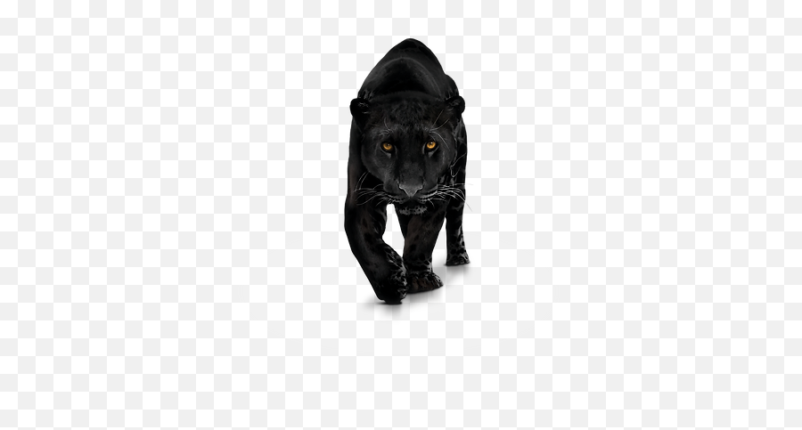 About Me Myflavorismelanin Emoji,Black Panther Transparent