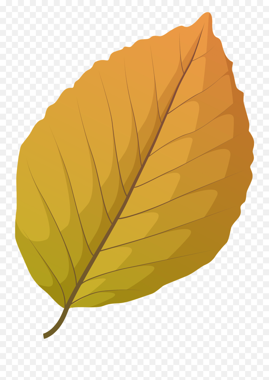 Copper Beech Autumn Leaf Clipart Free Download Transparent Emoji,Copper Png