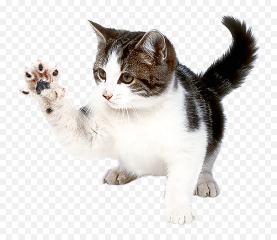 Running Cat Transparent Background Page 6 - Line17qqcom Emoji,Cat Transparent Background