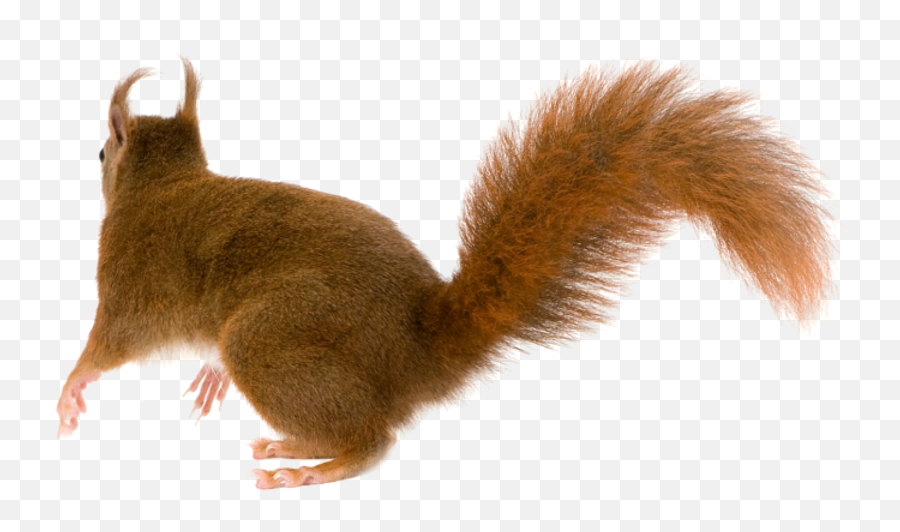 Free Squirrel Png Images - Squirrel Tail Transparent Background Emoji,Squirrel Png