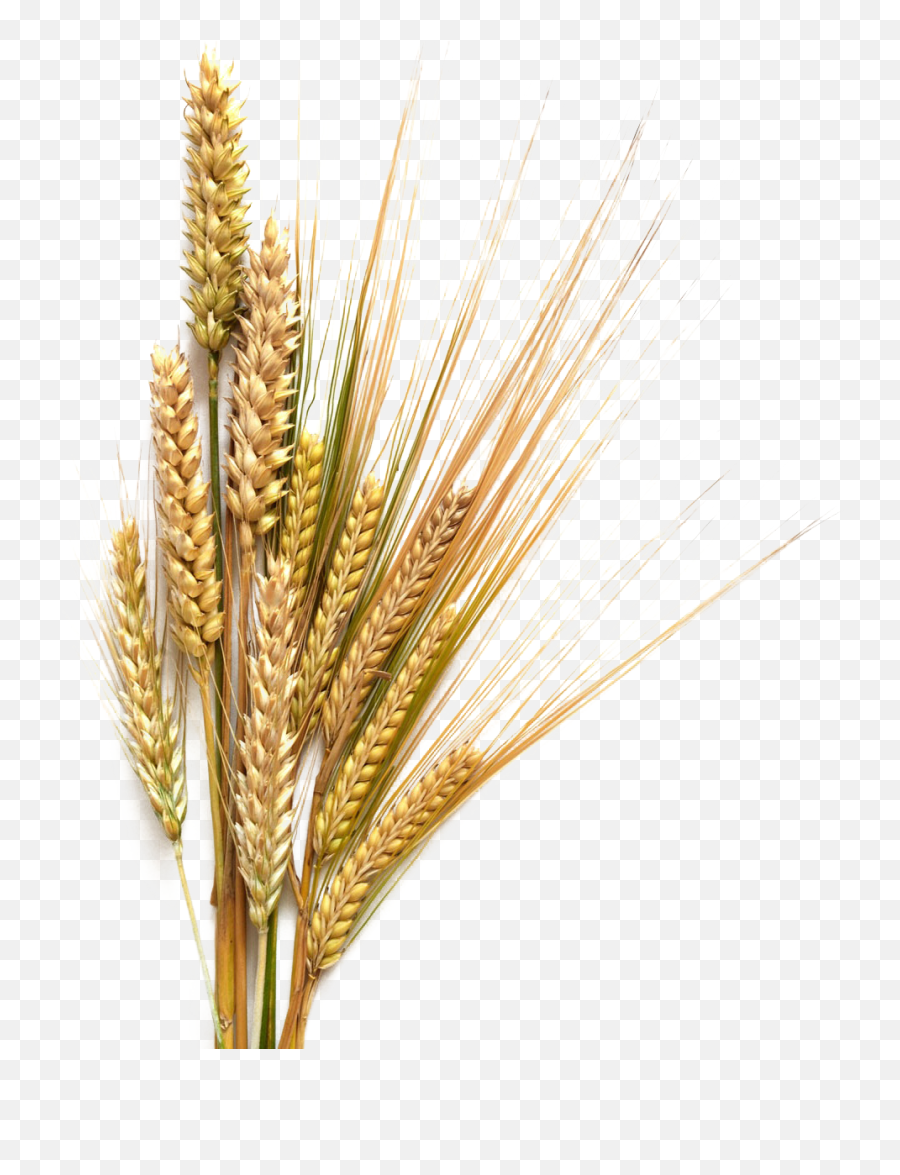 Grains Clipart Wheat Germ - Barley Png Transparent Cartoon Trigo Png Fondo Transparente Emoji,Wheat Clipart