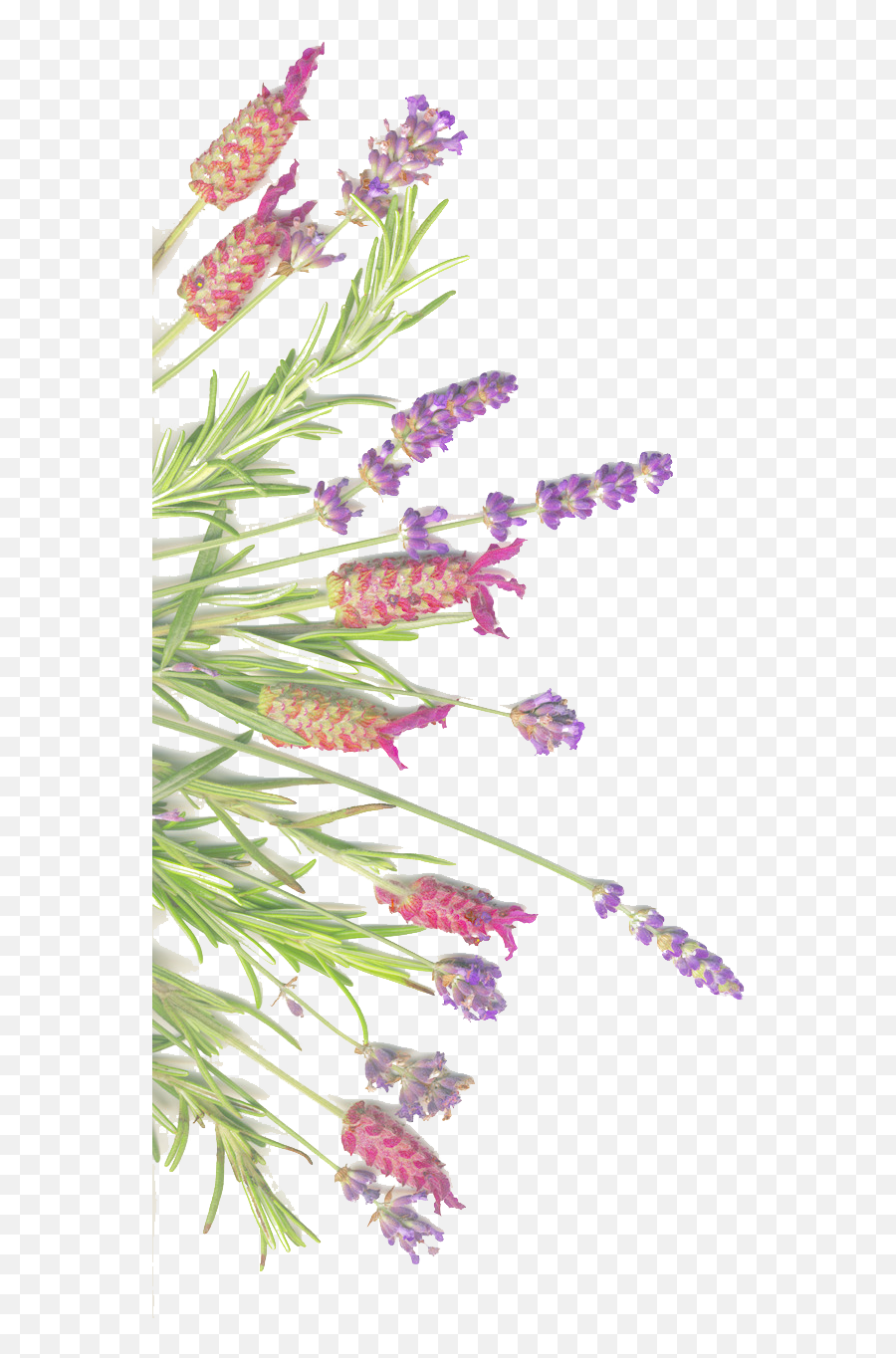 And On Herb Sage Lavender Isolated Common Clipart - Rosemary French Lavender Emoji,Lavender Clipart