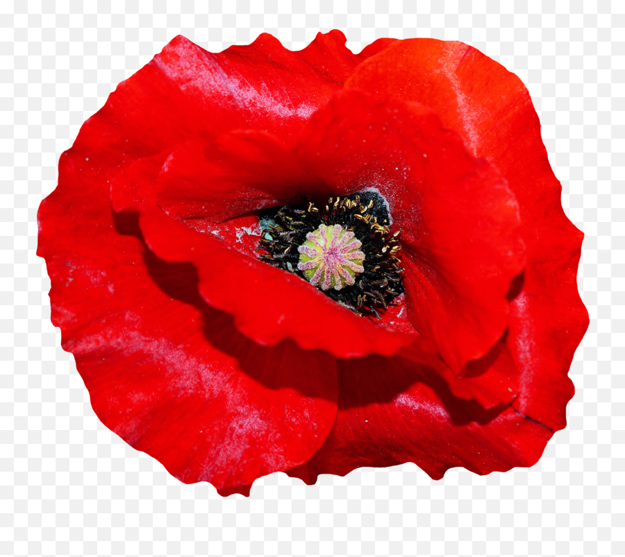 Poppy Flower Png Image - Poppy Flower Png Emoji,Poppy Flower Clipart