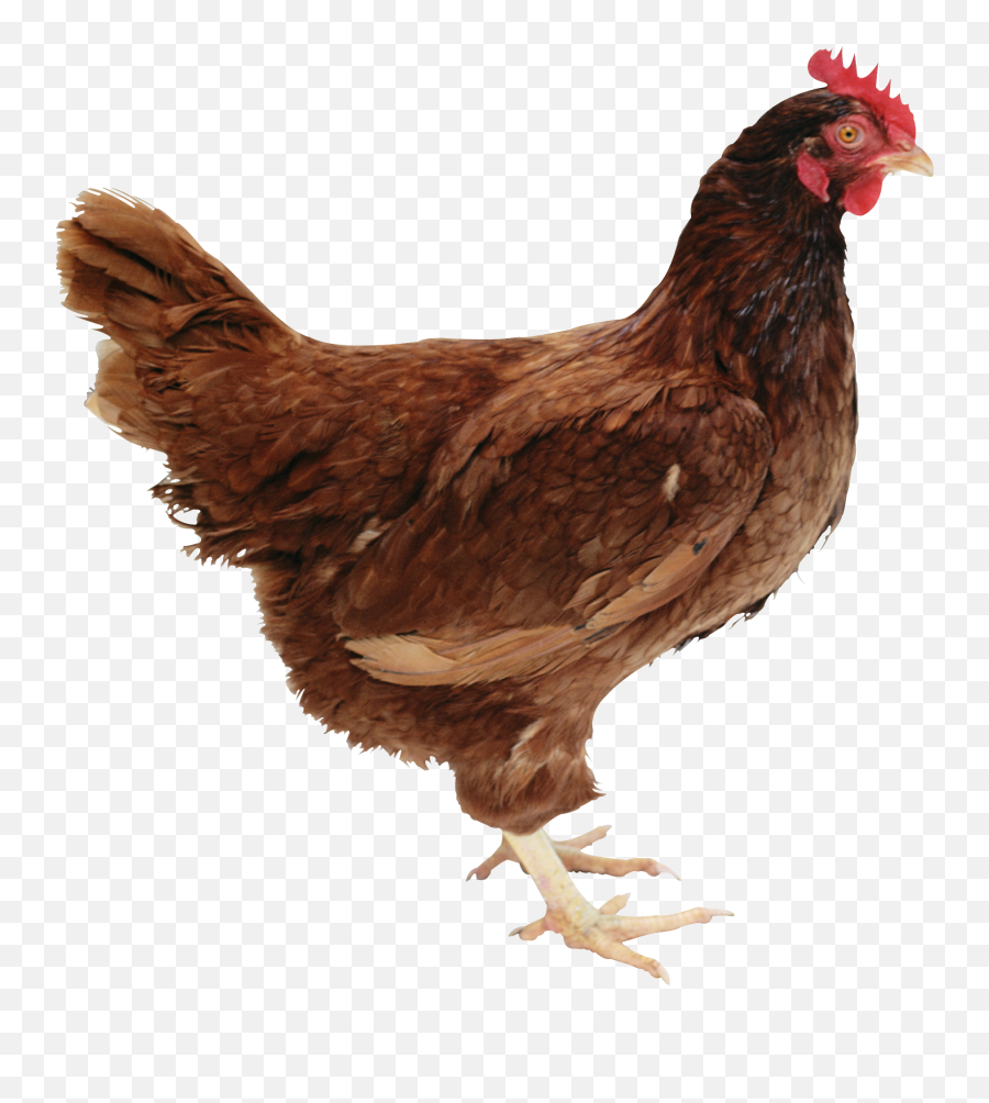Chicken Standing Png Image - Chicken Standing Emoji,Chicken Transparent Background