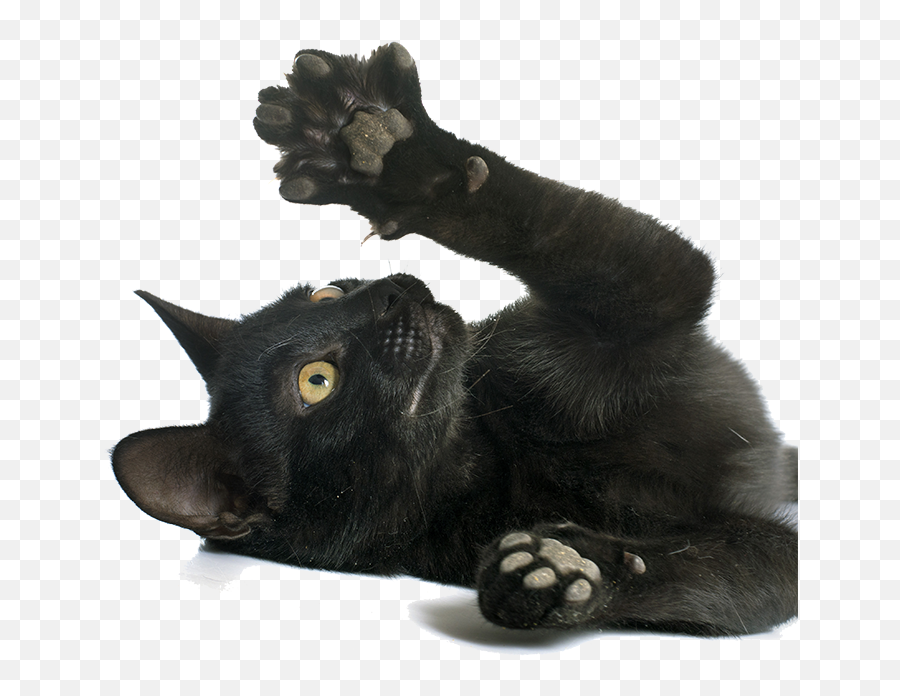 Claw Scratch - Normal Black Cat Paws Png Download Emoji,Cat Paw Png