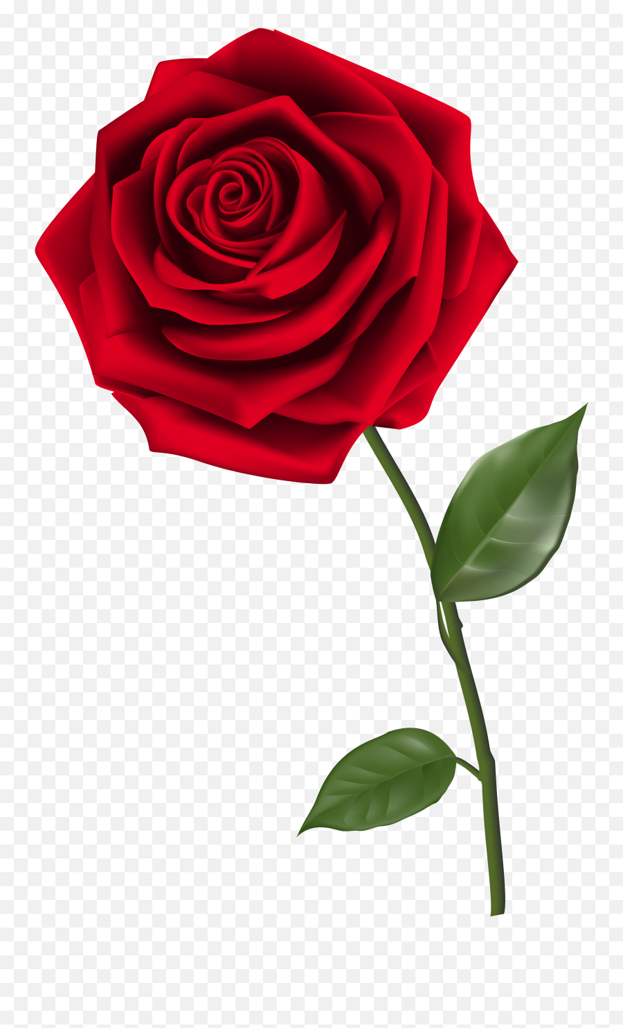 Beautiful Clipart Rose Beautiful Rose - Rose Png Emoji,Rose Png