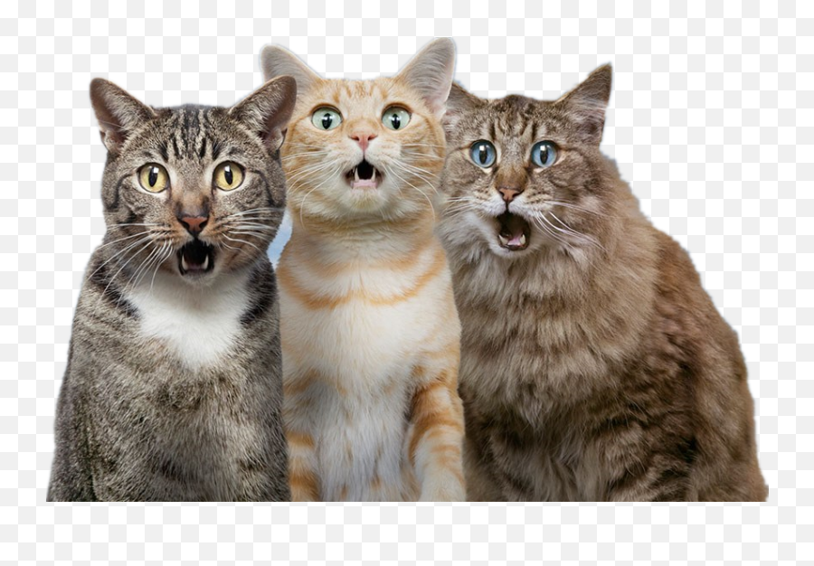 Cat Dog Pet - Surprise Cat Png Emoji,Cat Png