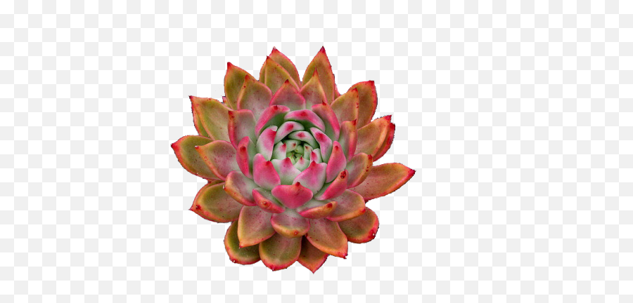 An Entry From Transparent Flowers Powered By Tumblrcom Emoji,Succulent Transparent Background
