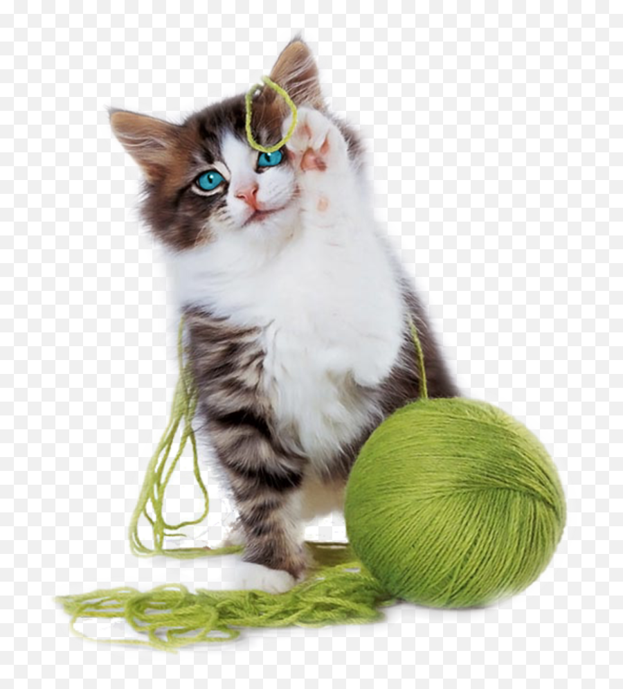 Edited By C Freedom Cat Ball Free Images At Clkercom Emoji,Cat Toy Clipart