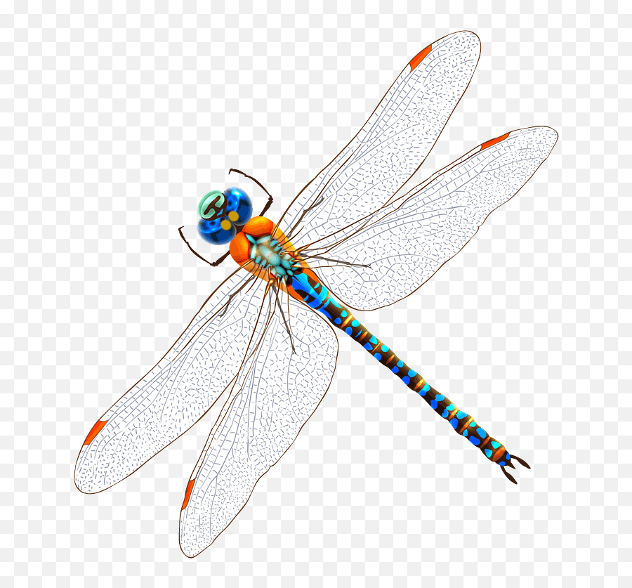 Flydragonflyinvertebrate Png Clipart - Royalty Free Svg Png Emoji,Free Dragonfly Clipart
