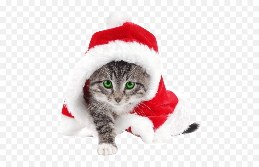 Cat Wearing Christmas Hat Png Image - Transparent Cat Santa Hat Emoji,Christmas Hat Png