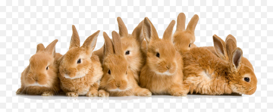 Easter Rabbit File Hq Png Image - Rabbit Cover Emoji,Rabbit Png