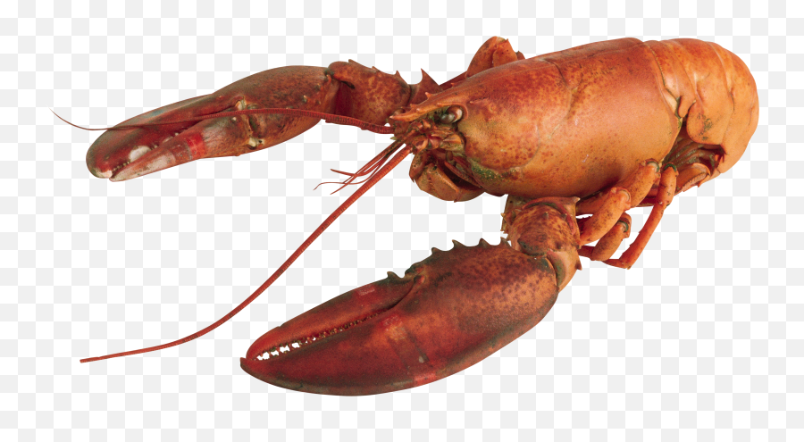 Download Crayfish Clipart Transparent - Lobster Transparent Lobster Png Emoji,Crawfish Clipart