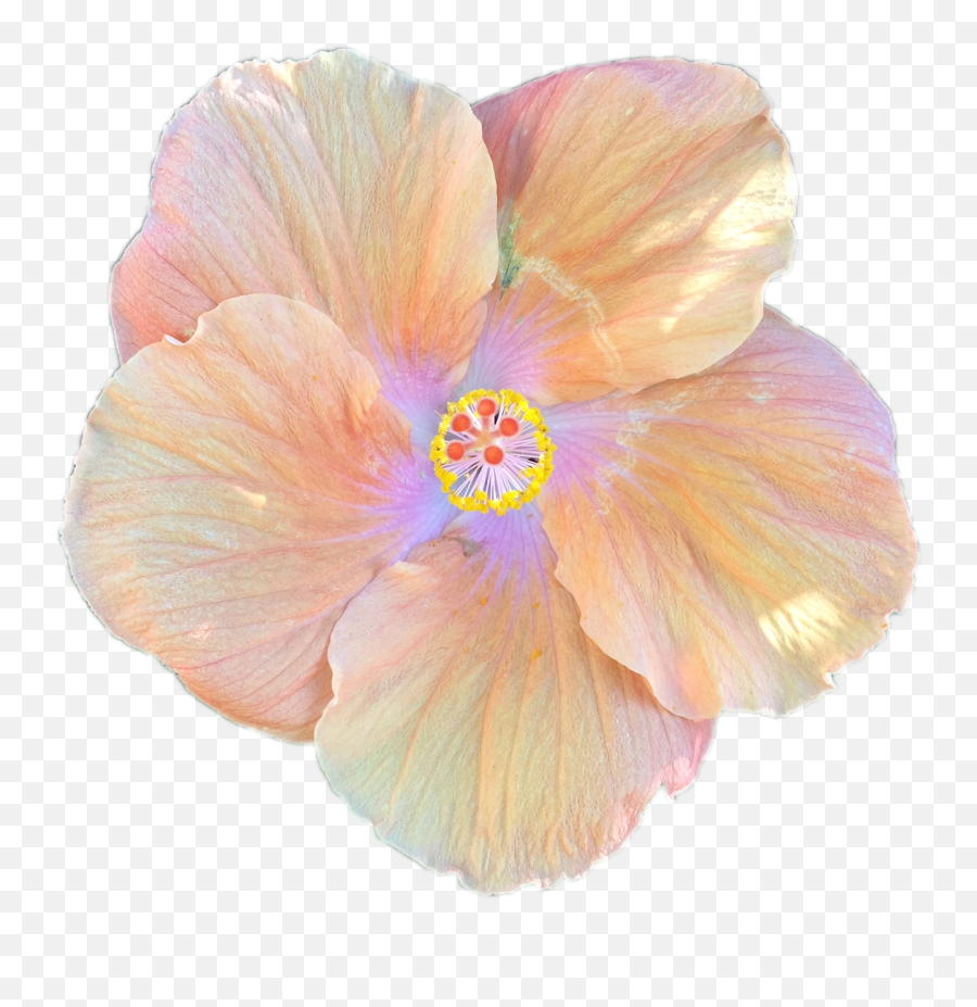 Hibiscus Flower Cartoon 19 Buy Clip Art - Hibiscus Flower Emoji,Hibiscus Flower Clipart