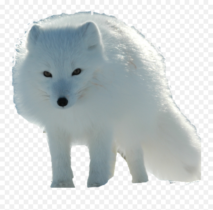 Arctic Fox Png Transparent Images - Arctic Fox Png Emoji,Fox Transparent Background