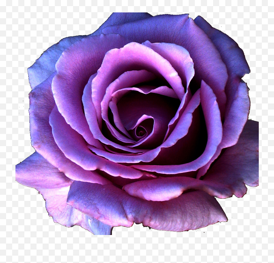 Purple Flower Psd Detail Png Transparent Background Free - Flower Purple Rose Png Emoji,Purple Flower Transparent