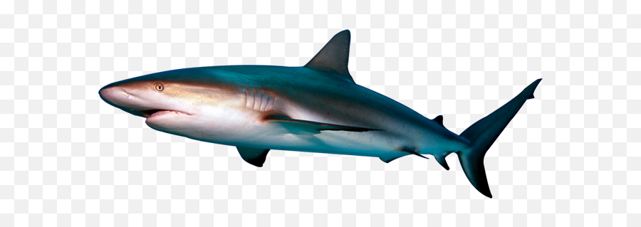 Shark Transparent - Reef Shark No Background Emoji,Shark Png