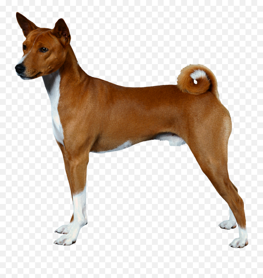 Dog Png - Dog Side View Transparent Emoji,Dogs Png