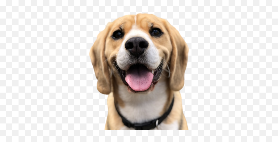 Dog Png Images With Transparent Background Emoji,Cute Dog Png