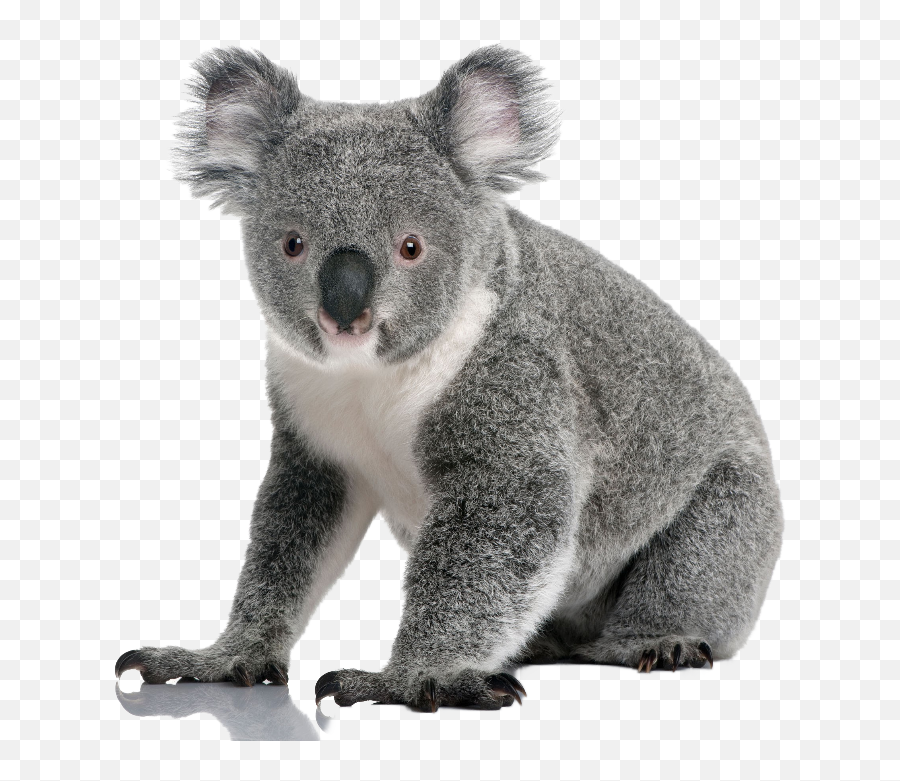 Koalas Emoji,Koala Transparent