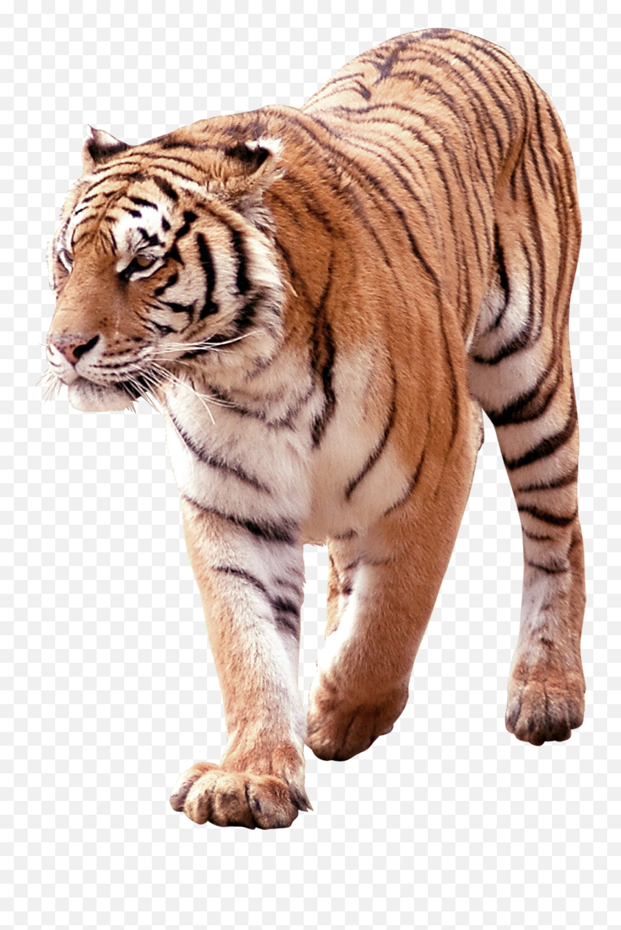 Tiger Png Free Download Searchpng - Tiger Png Photo Free Download Emoji,Tiger Png