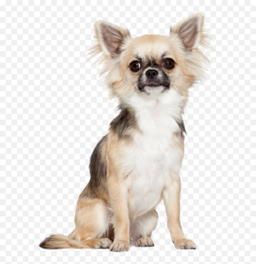 Longhaired Chihuahua Png U0026 Free Longhaired Chihuahuapng - Science Plan Adult 10kg Emoji,Chiuaua Clipart