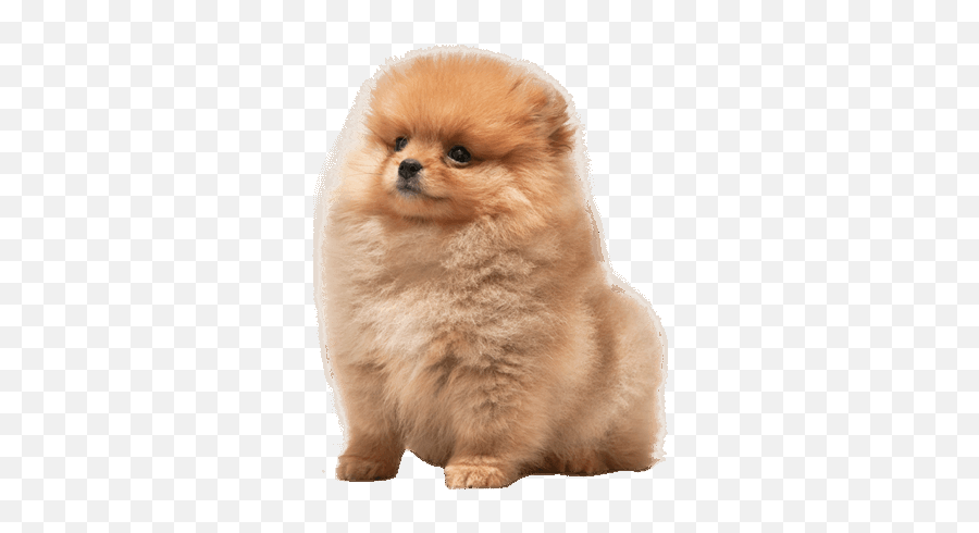Pomeranian Training Personality Emoji,Pomeranian Png