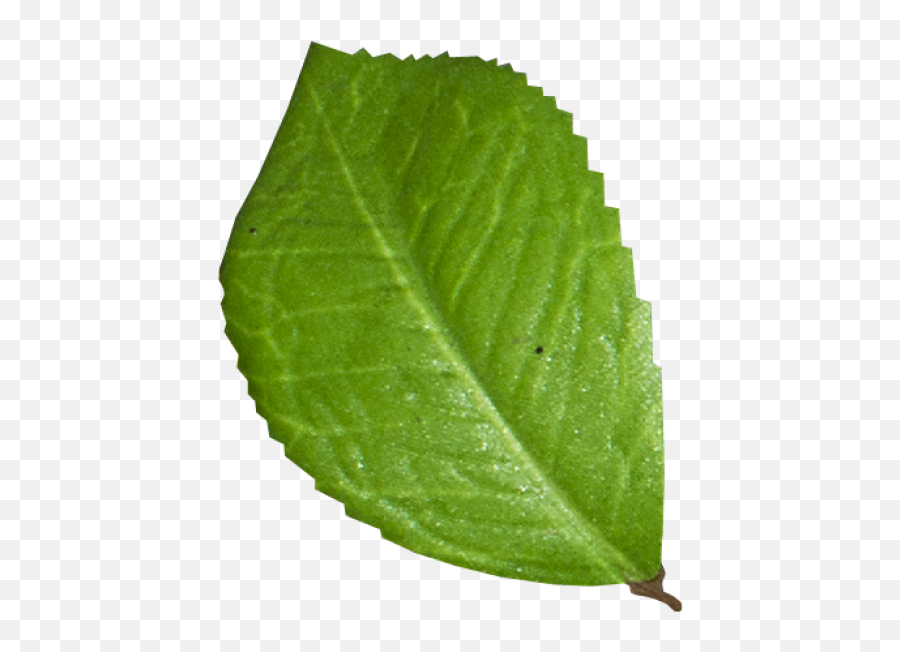 Leaf Png Transparent Image - Freepngdesigncom Emoji,Leaf Emoji Png