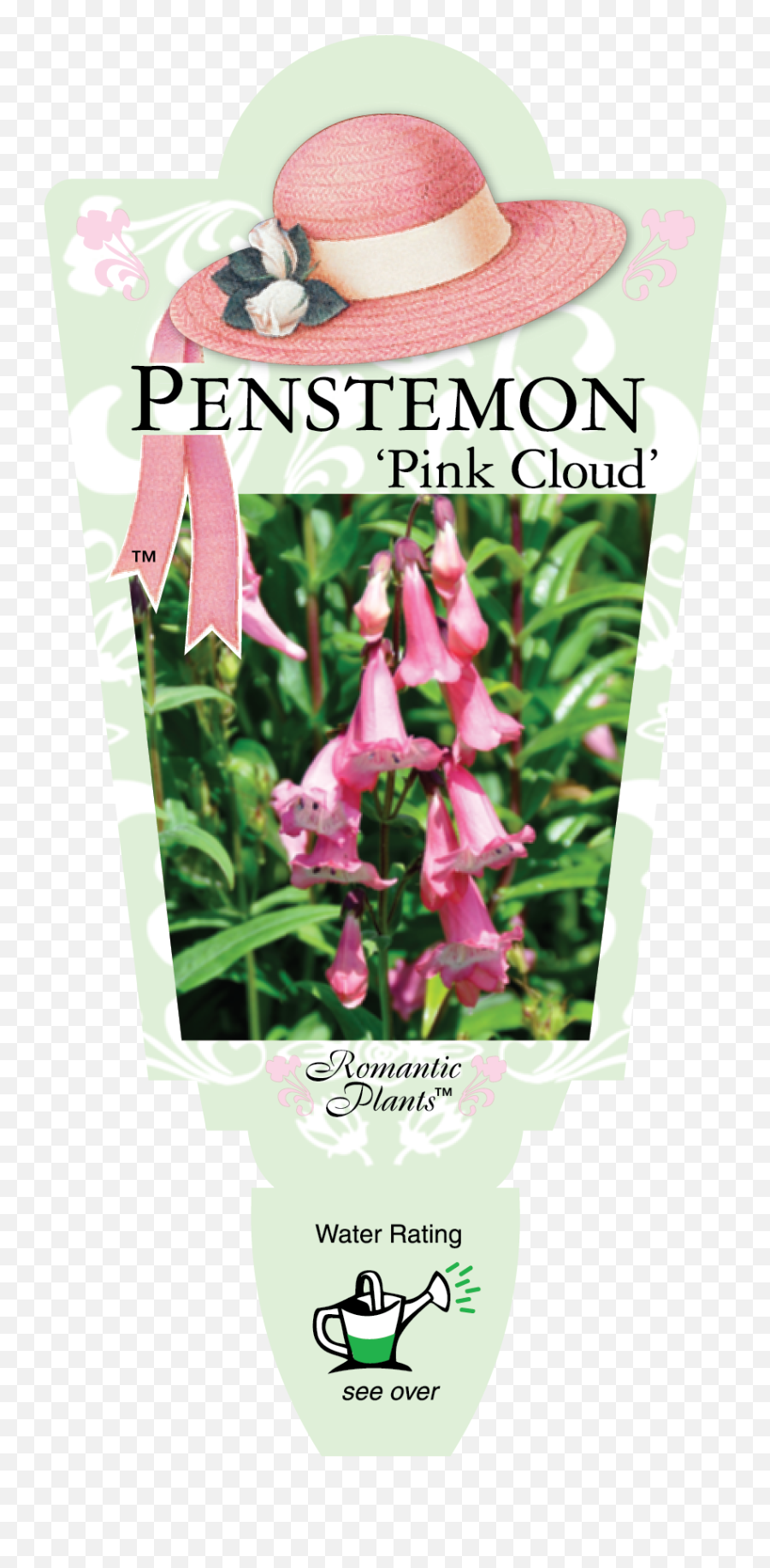 Penstemon Pink Cloud U2013 Renaissance Herbs Emoji,Pink Cloud Png