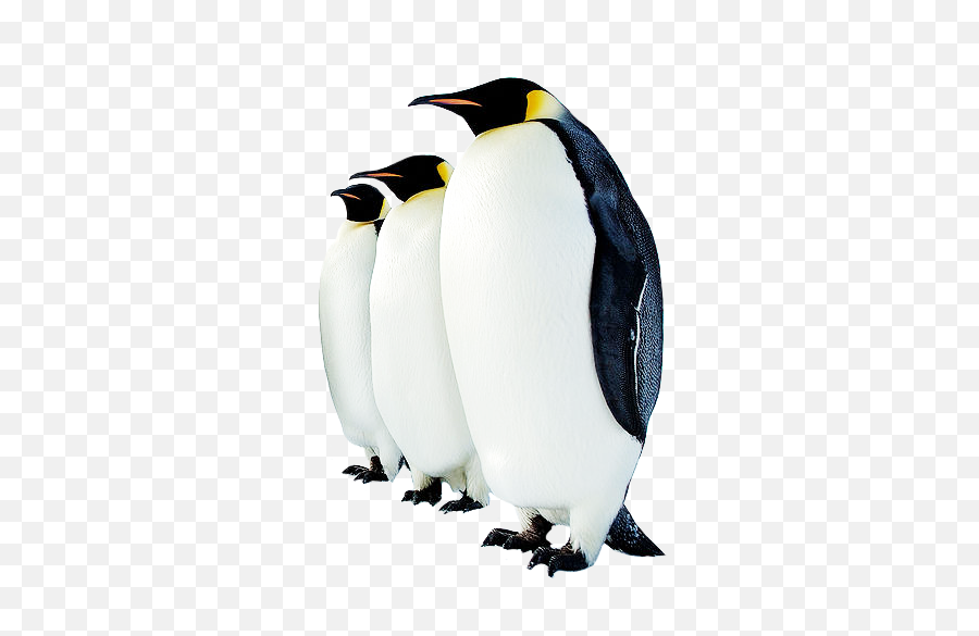 Penguin High - Transparent Penguins Png Emoji,Penguin Png