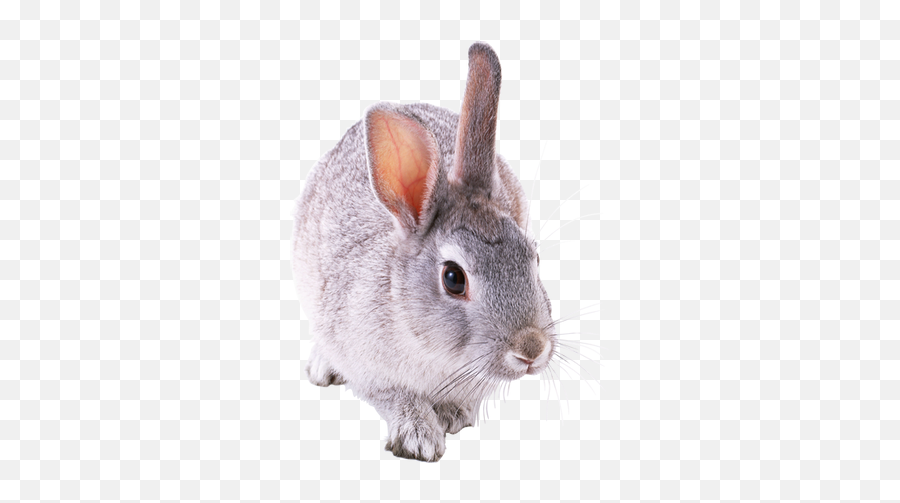 Rabbit Png Images - Small Rabbit Png Emoji,Rabbit Png