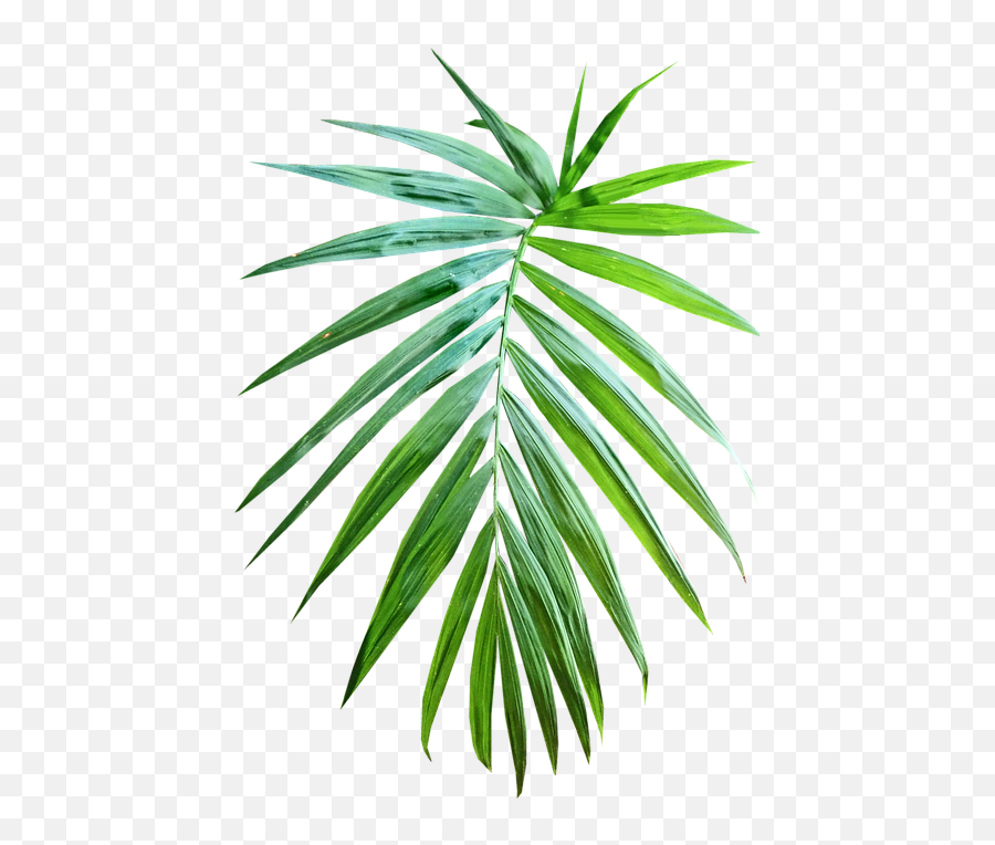 Free Photo Palm Foliage Tropical Decoration Frond Green Leaf - Tropical Folhagem Png Emoji,Palm Leaf Png