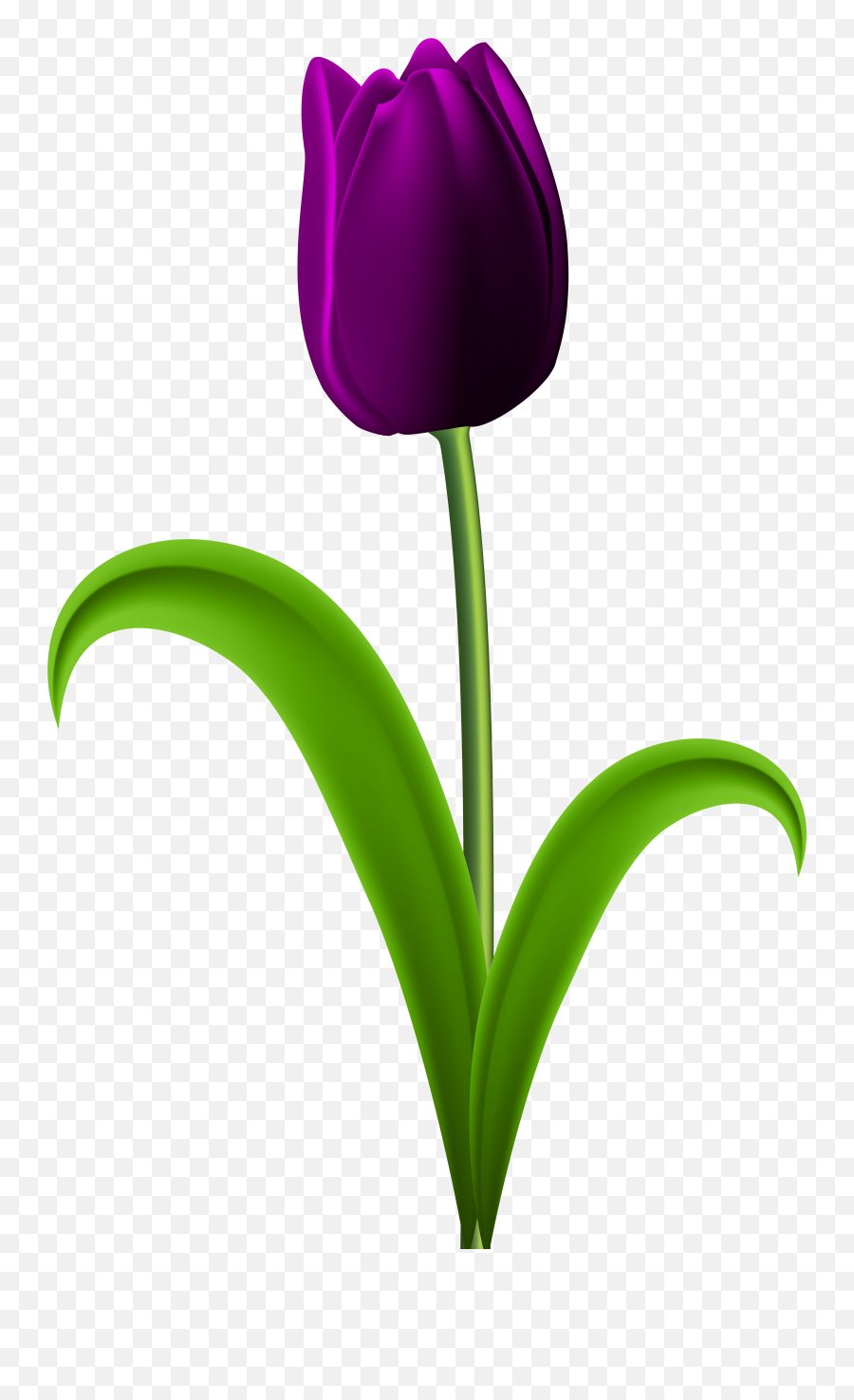 Violet Flower Png - Tulip Transparent Purple Purple Tulip Purple Tulip Png Emoji,Purple Flower Transparent