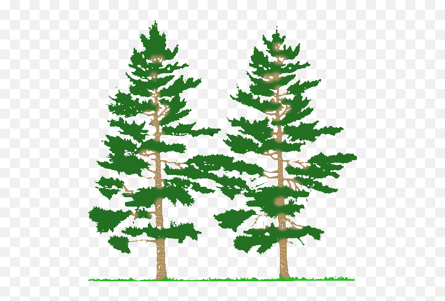 Pine Tree Drawing - White Pine Tree Clip Art Emoji,Pine Tree Clipart