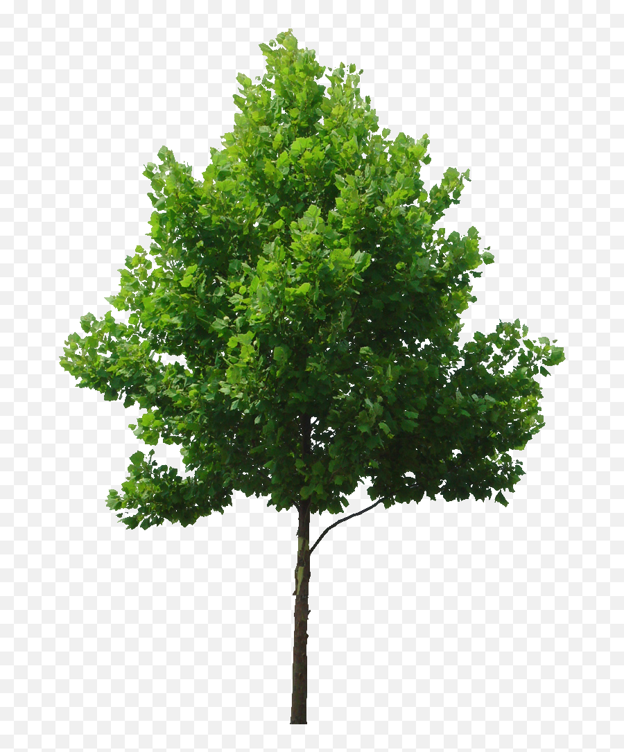 Deciduous Tree Cut Out For Rendering Tree Map 3d Tree Emoji,Trees Transparent