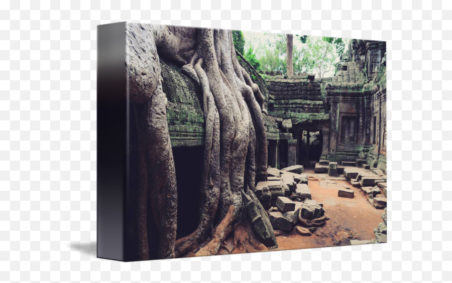 Huge Tree Roots At Angkor Wat Temple Ruins By Yafes Duymaz - Angkor Wat Emoji,Tree Roots Png
