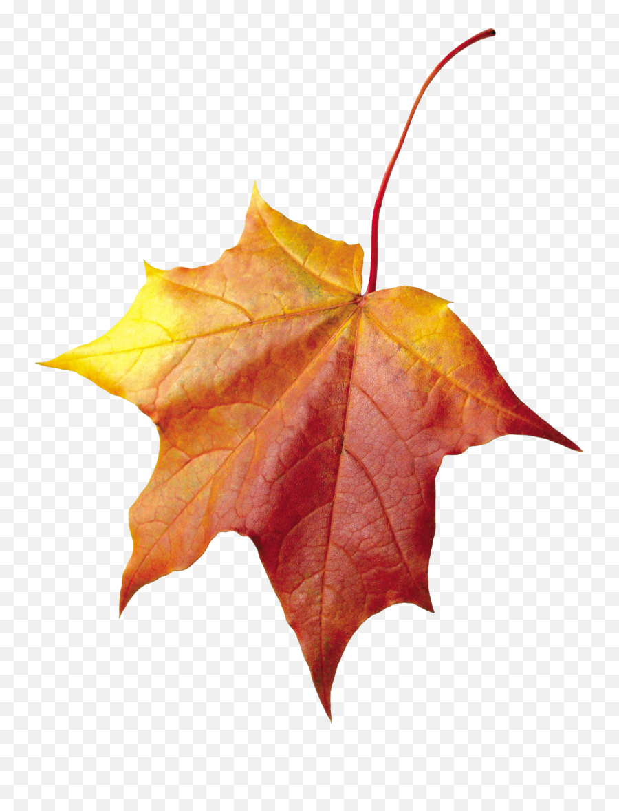 Download Autumn Leaf Png Image For Free - Feuimme Automne Png Emoji,Leaves Png
