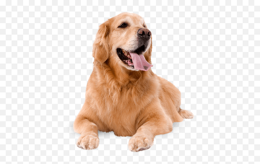 Dogs Png Jpg Royalty Free Library - Copyright Free Free Dog Emoji,Dogs Png