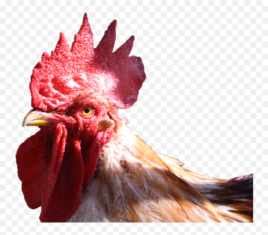 Chicken Head Transparent Background Png - Chicken Rooster Head Png Emoji,Chicken Transparent Background