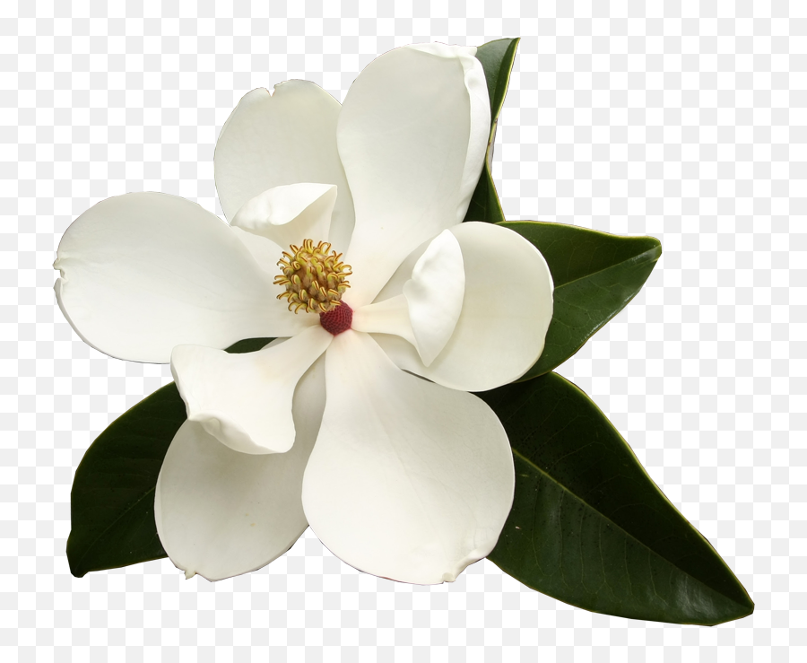 Magnolia Flower Png Png Image With No - Southern Magnolia Flower Png Emoji,Magnolia Png