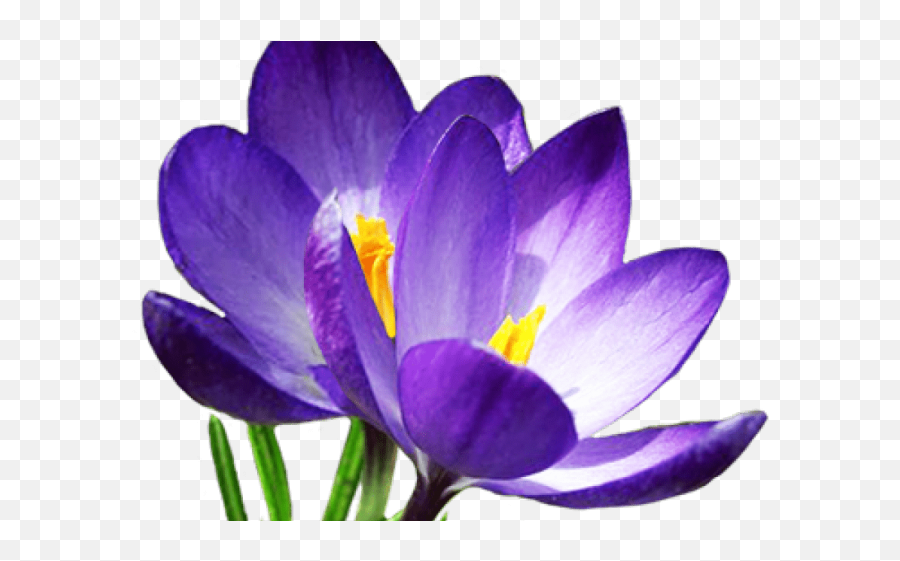 Crocus Png Transparent Images - Spring Flower No Background Emoji,Flower Clipart No Background