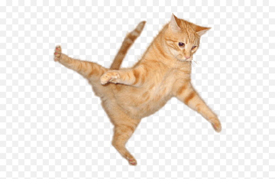 Cat Png Transparent Cat - Cat Png Emoji,Cat Png