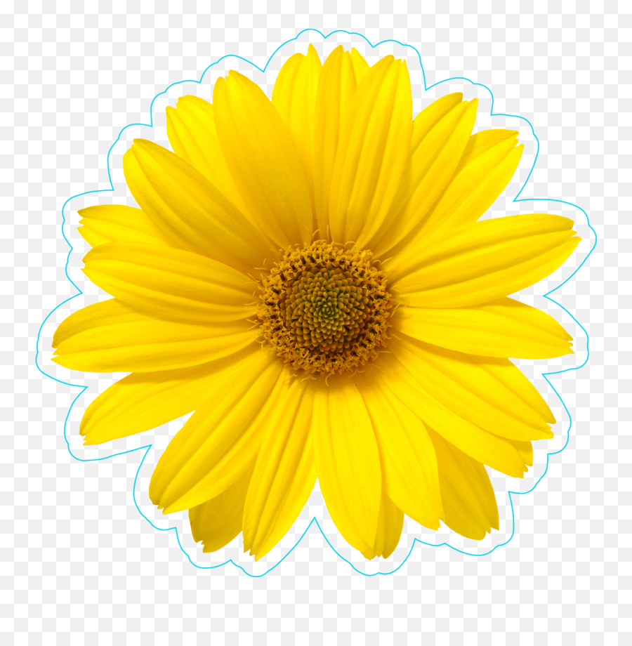 Download Pretty Yellow Daisy Flower Sticker - One Flower Emoji,Daisy Flower Png