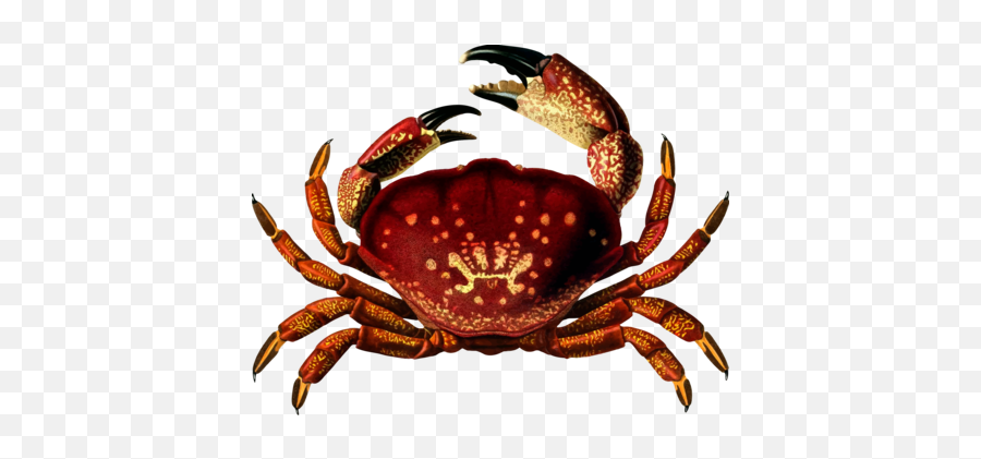Freshwater Crab Photo Background Transparent Png Images And - Crab Silhouette Png Emoji,Crab Transparent Background