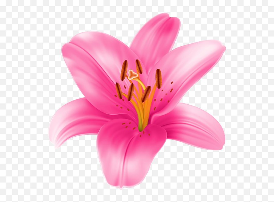 Lilium Transparent Png Clip Art Image - Pink Lilly Flower Png Emoji,Flower Clipart Png