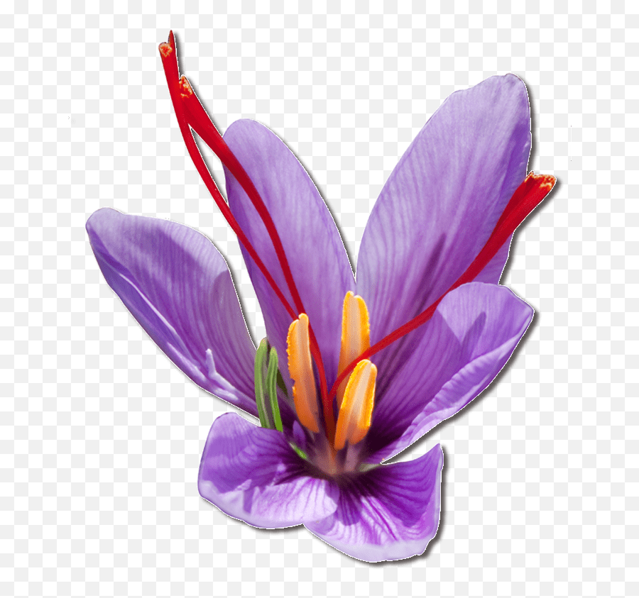 Purple Saffron Flower Transparent Png - Stickpng Transparent Saffron Flower Png Emoji,Purple Flower Transparent