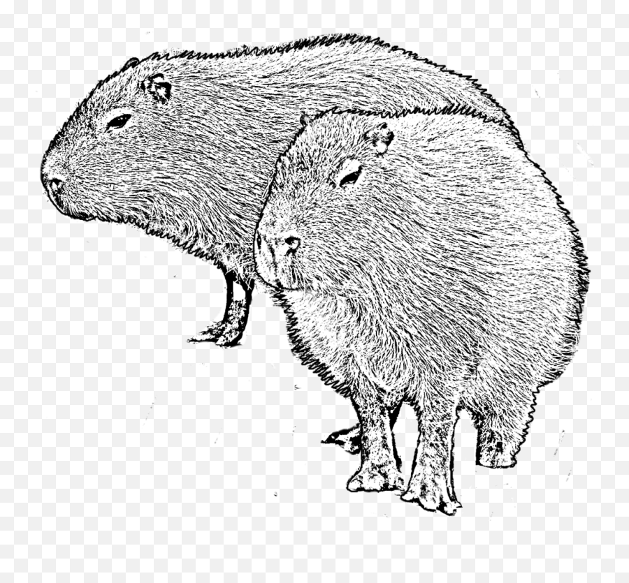 Målarbok Av En Capybara Emoji,Capybara Clipart