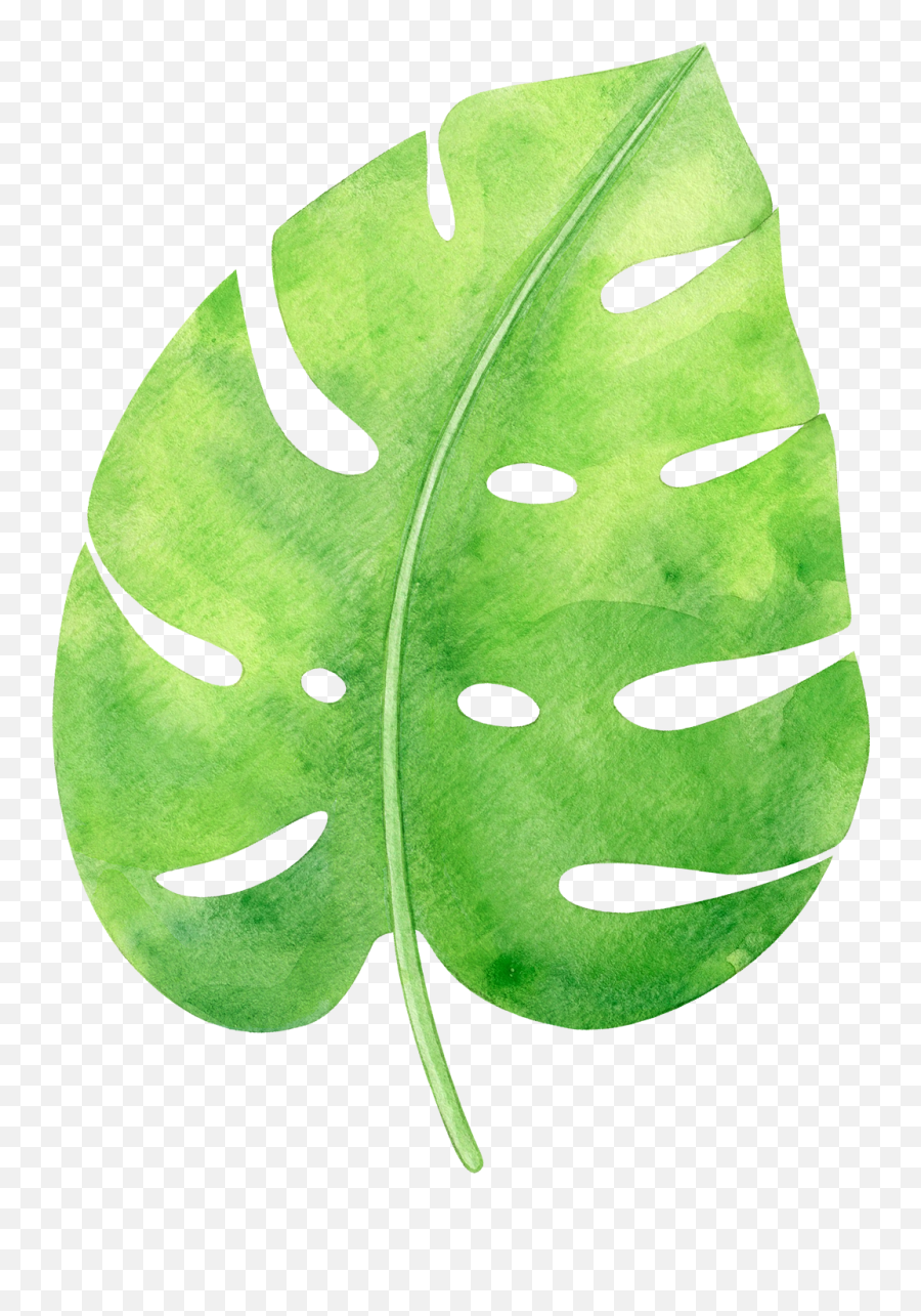 Watercolor Tropical Monstera Leaf Png Transparent - Watercolor Monstera Leaf Png Emoji,Tropical Png