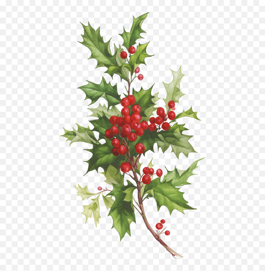 Christmas Flowers - Branche De Houx Noel Emoji,Christmas Holy Clipart