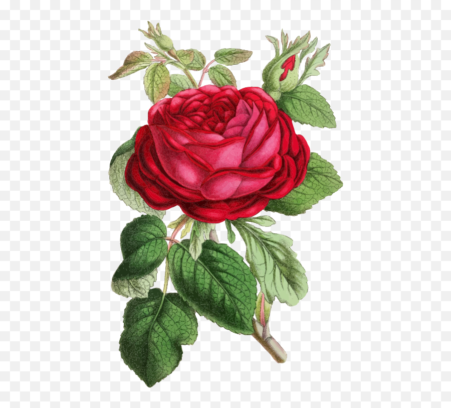 Vintage Rose Illustration - Openclipart Emoji,Vintage Roses Png